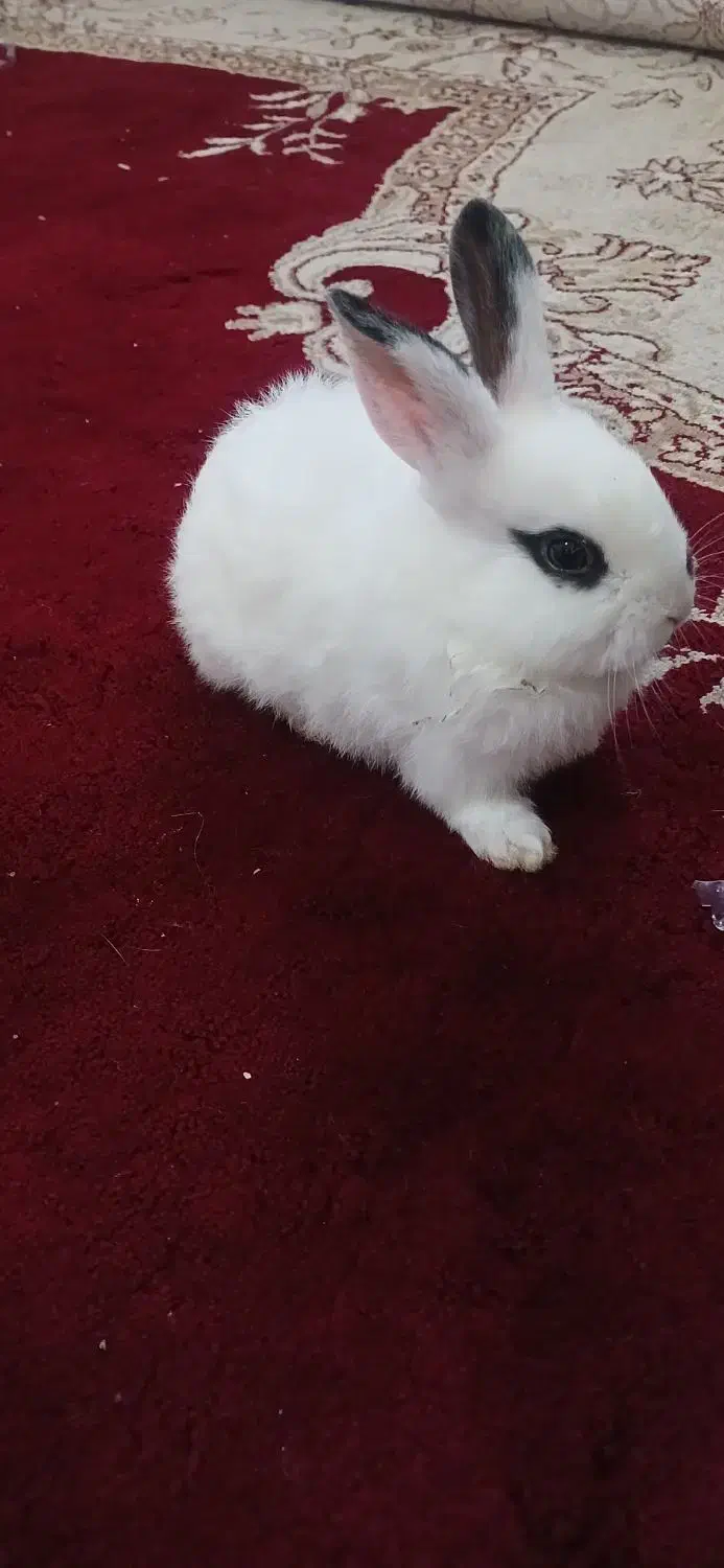 خرگوش ناز خانگی|موش و خرگوش|میاندوآب, |دیوار