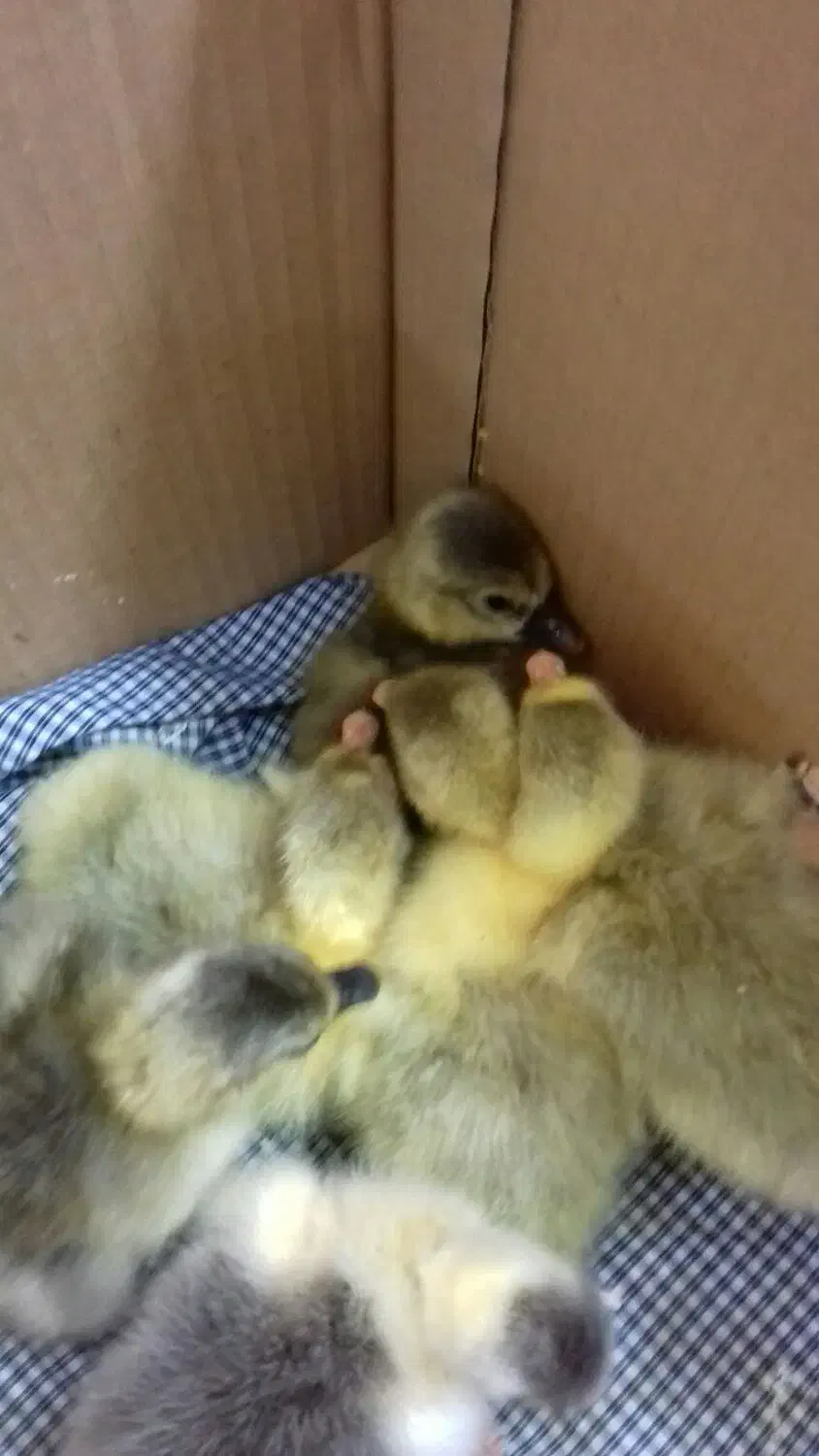 جوجه غاز سالم و سرحال|حیوانات مزرعه|گتاب, |دیوار