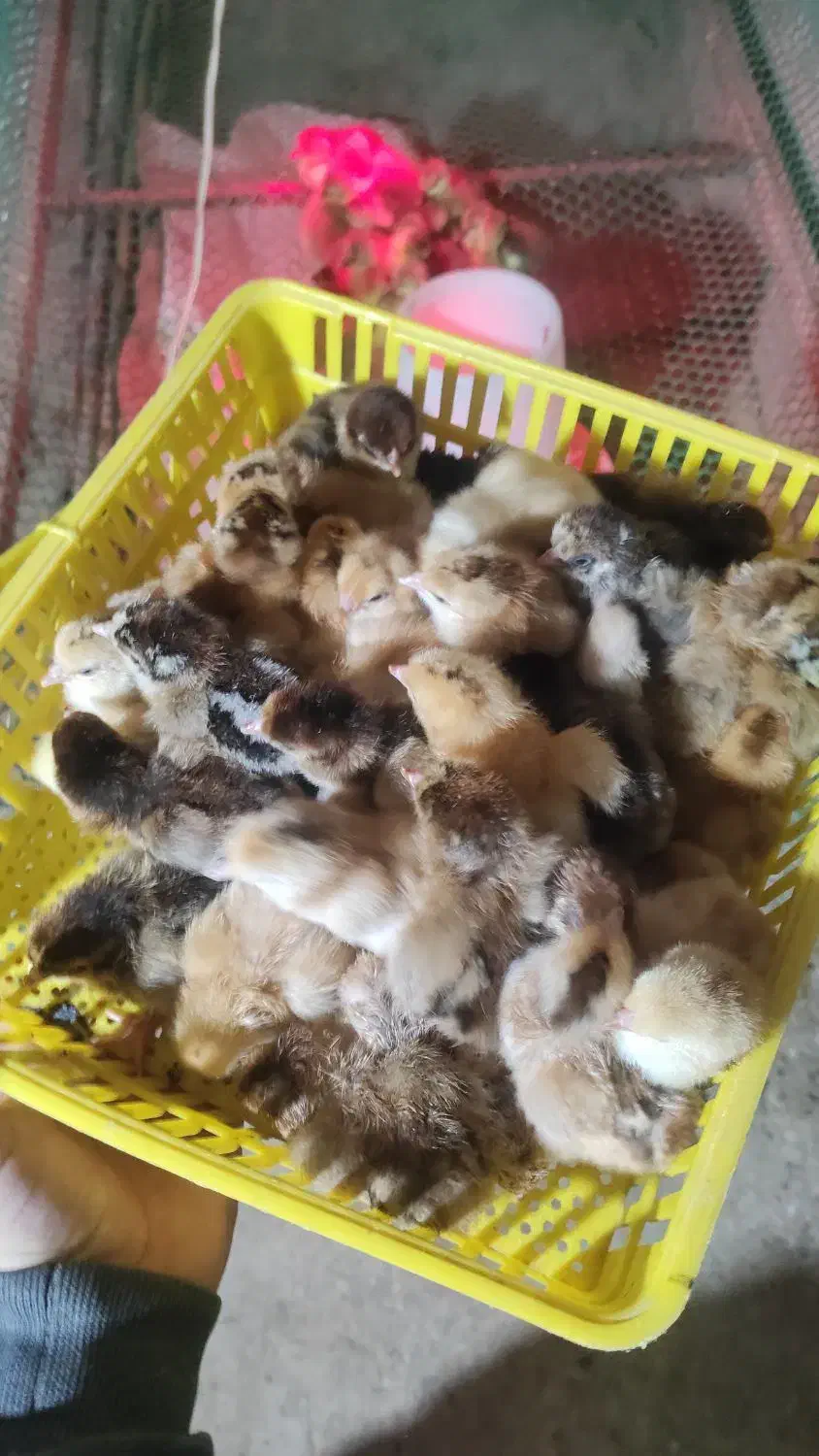 جوجه گلپایگانی|حیوانات مزرعه|بهشهر, |دیوار