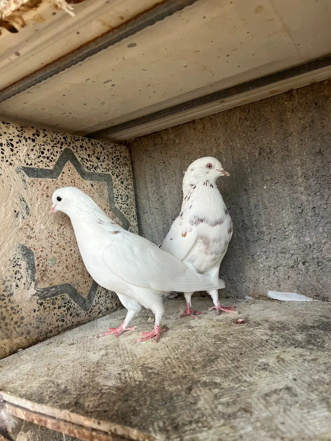 فروش چند جفت پا جفتی|پرنده|رودان, |دیوار