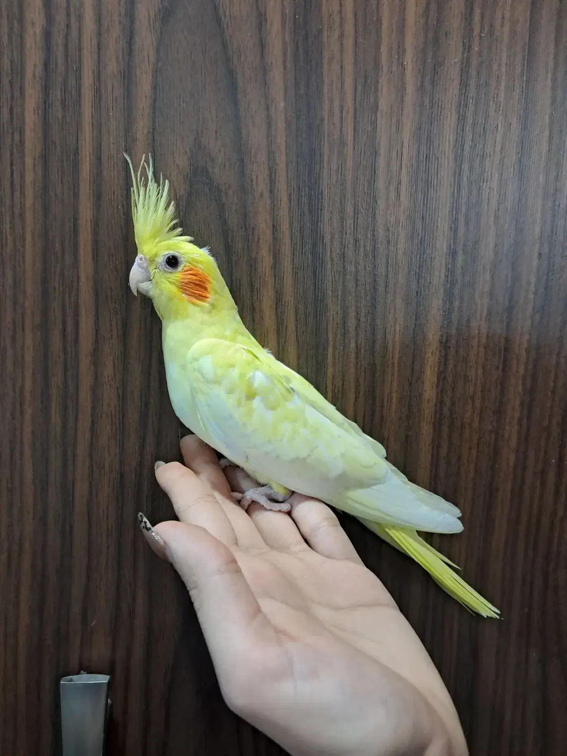 جوجه عروس هلندی لوتینو زعفرانی سرلاکی و دستی|پرنده|کرج, شهرک ولیعصر|دیوار