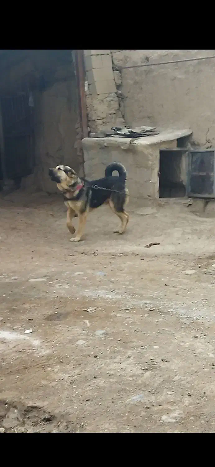 یک عدد سگ عراقی|سگ|باسمنج, |دیوار