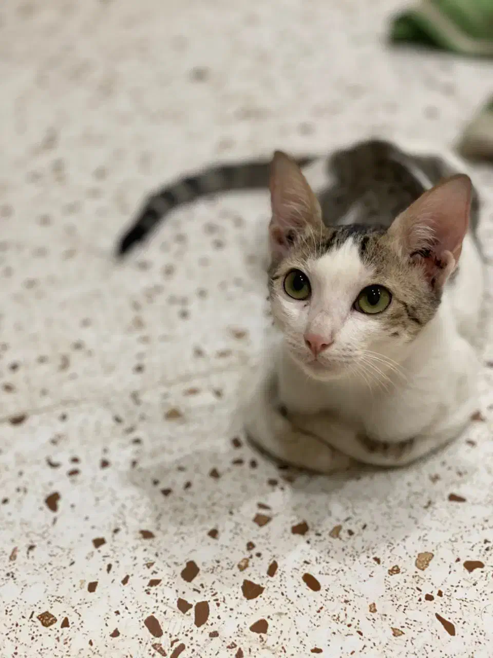 واگذاری نگهداری گربه|گربه|خرمشهر, |دیوار