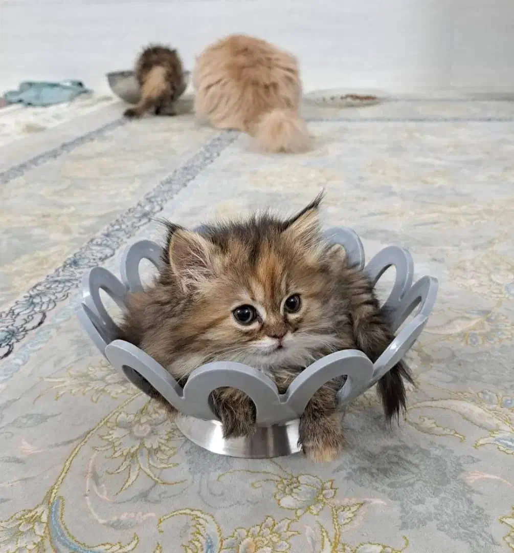 گربه پرشین|گربه|یزد, |دیوار