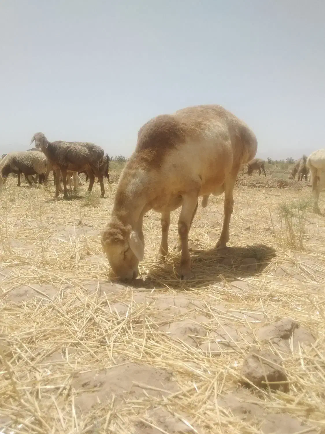 قوچ|حیوانات مزرعه|زیرکوه, |دیوار