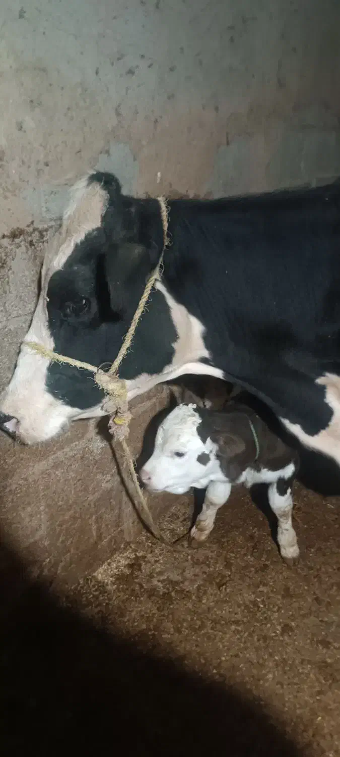 گاو‌سمینتال‌باگوساله|حیوانات مزرعه|بجنورد, |دیوار