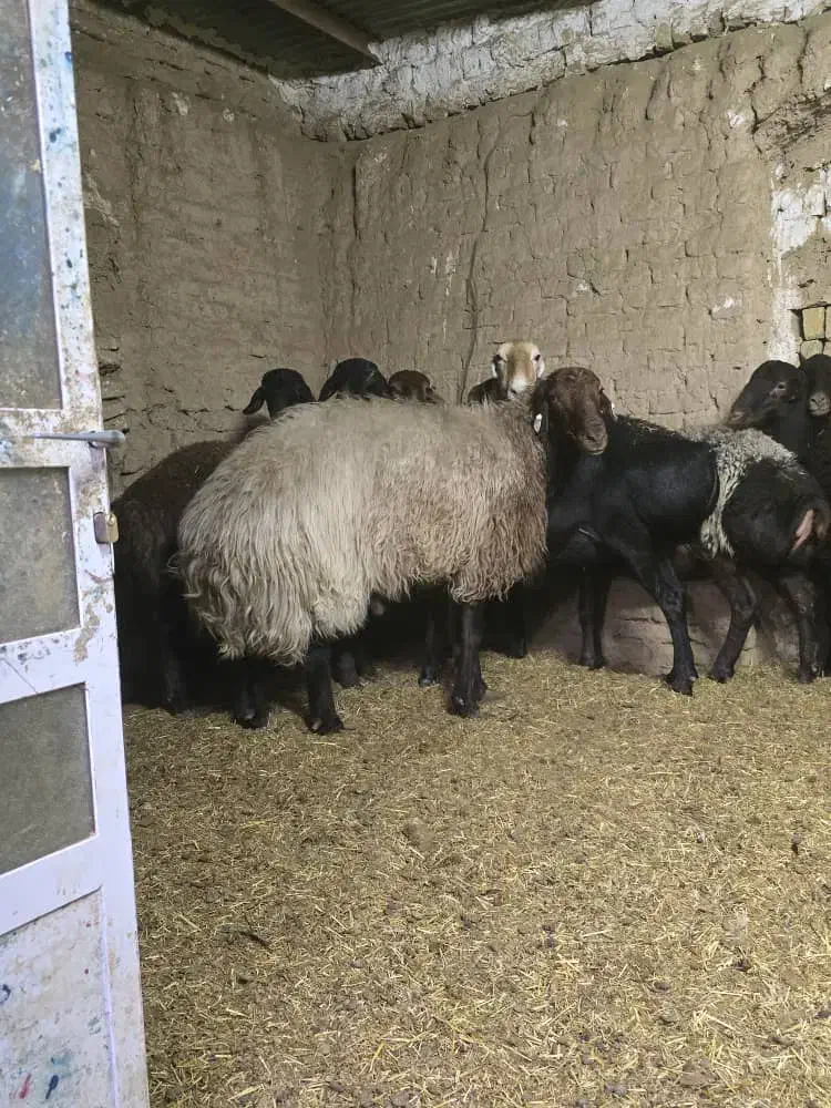 فروش قوچ همو|حیوانات مزرعه|اردکان, |دیوار