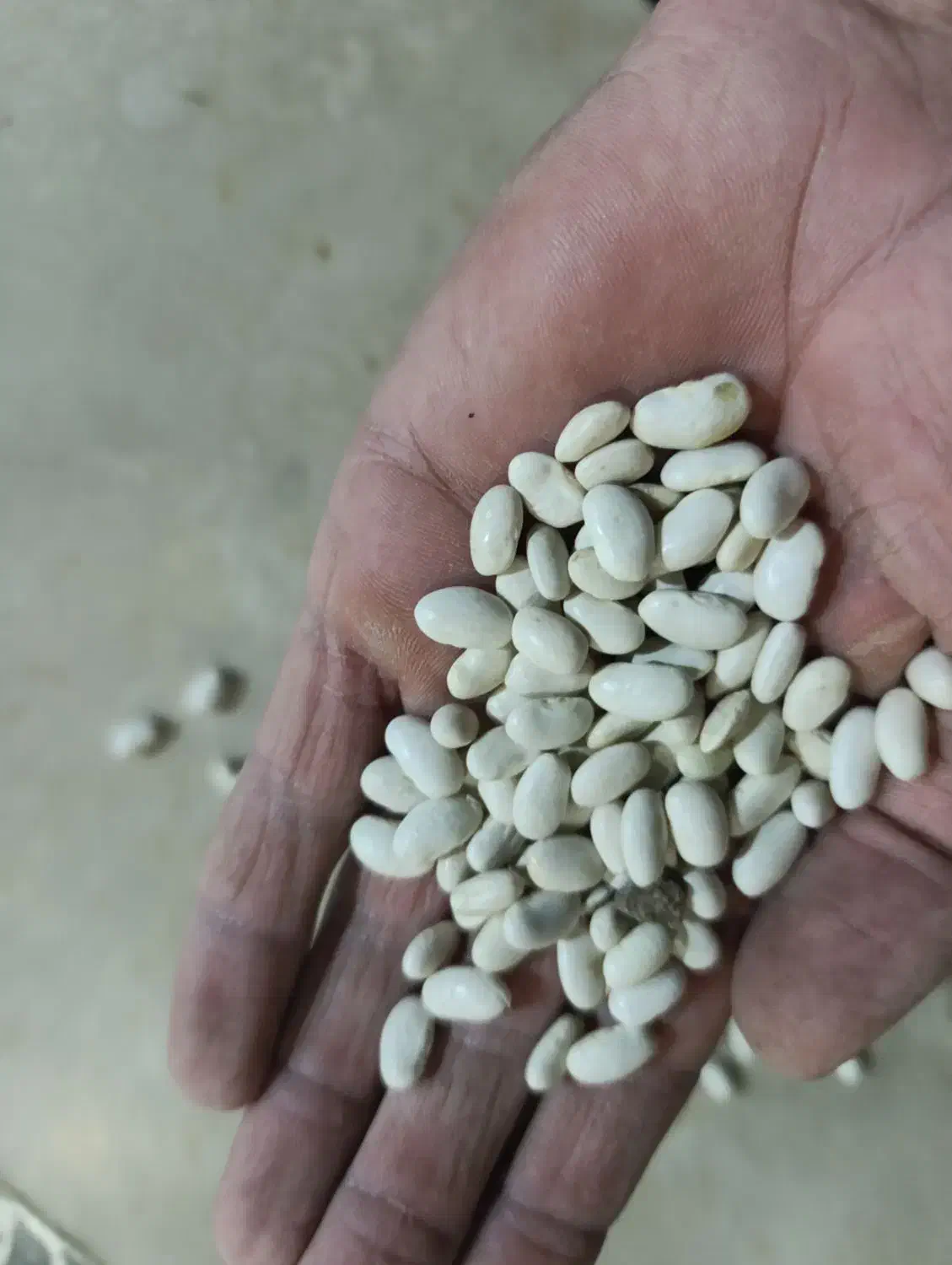 لوبیا سفید|خوردنی و آشامیدنی|گیان, |دیوار