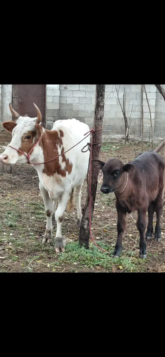 گاو چالوسی باگوساله نر هلیشتان اث|حیوانات مزرعه|رشت, سعدی (تختی)|دیوار