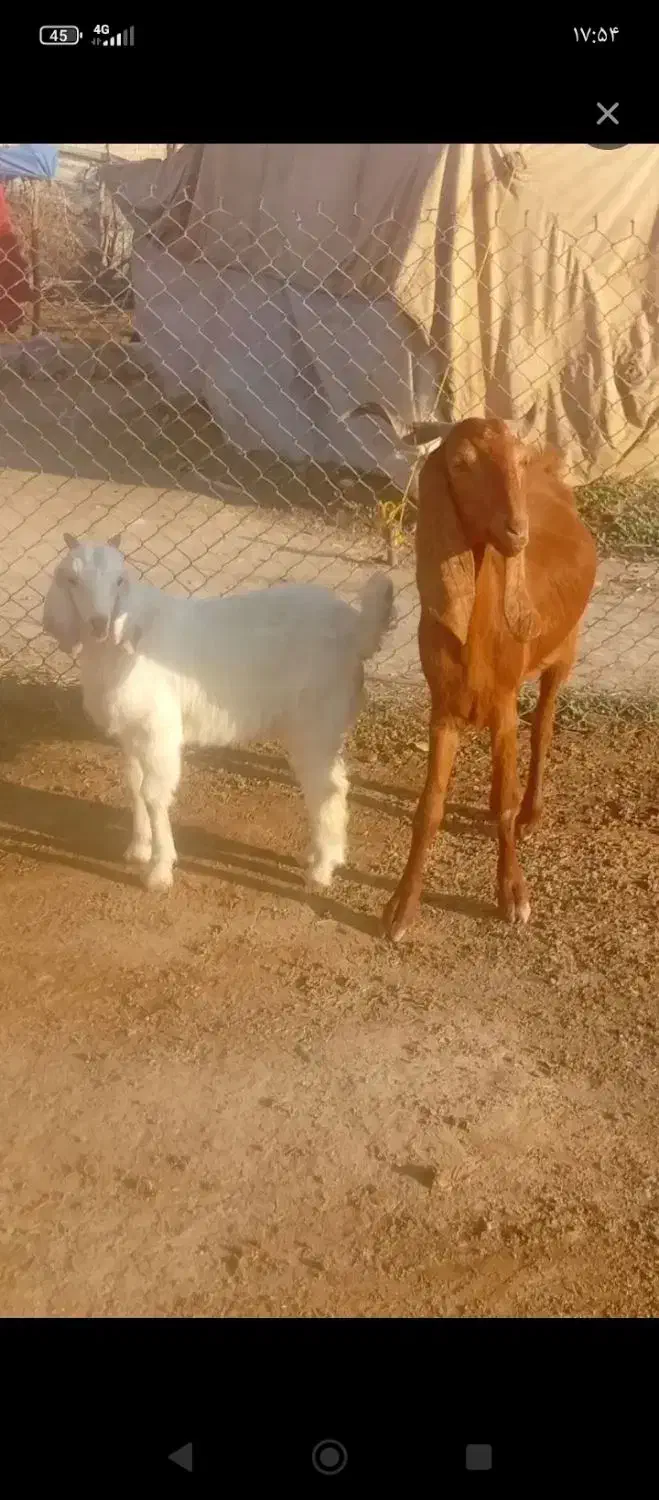 بز دورگ درشت با بیگ نر|حیوانات مزرعه|دزفول, |دیوار