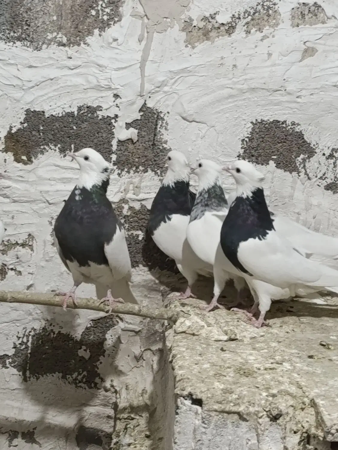 طوقی الماسی|پرنده|پیر سلیمان, |دیوار