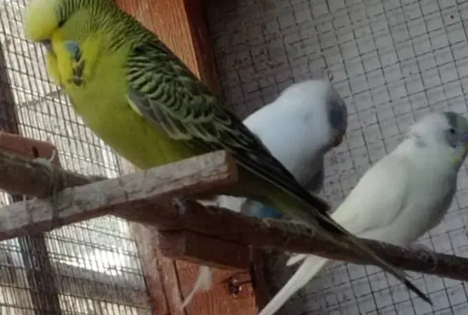 مرغ عشق انگلیسی نر بالغ چابهار|پرنده|چابهار, |دیوار