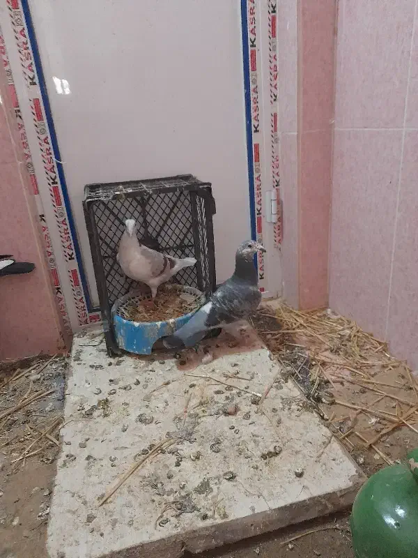 کفتر|پرنده|شیروان (خراسان), |دیوار