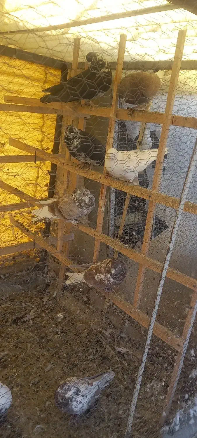 تعدادی کبوتر پرشی تهرانی و پاکستانی|پرنده|رودهن, |دیوار