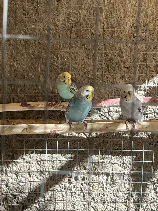 مرغ عشق|پرنده|زاهدان, |دیوار