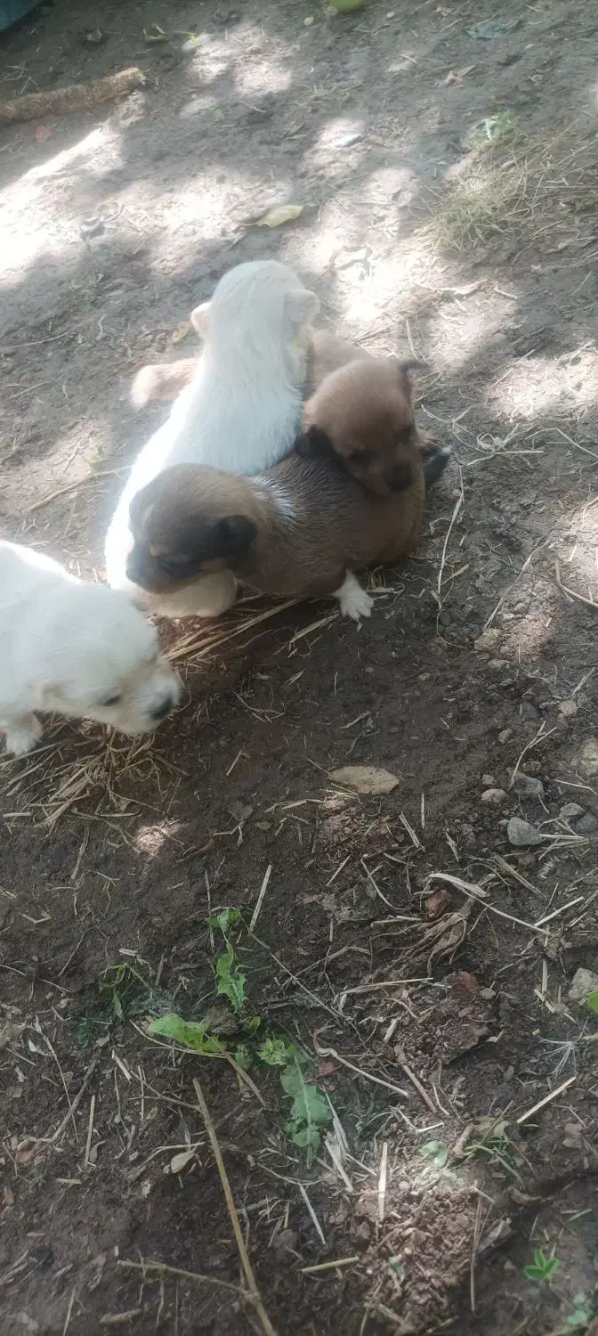 سگ پاکوتاه|سگ|نهاوند, |دیوار