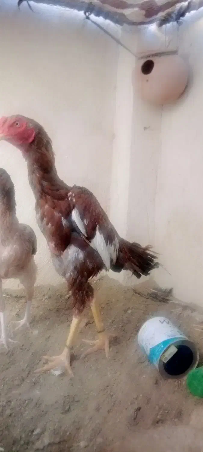 خروس سوران|حیوانات مزرعه|سیب و سوران, |دیوار