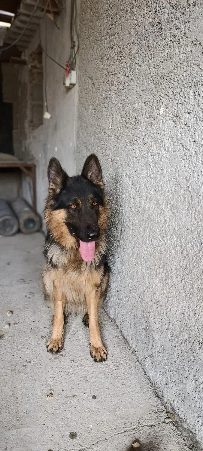 ژرمن شپهرد|سگ|احمدآبادمستوفی, |دیوار