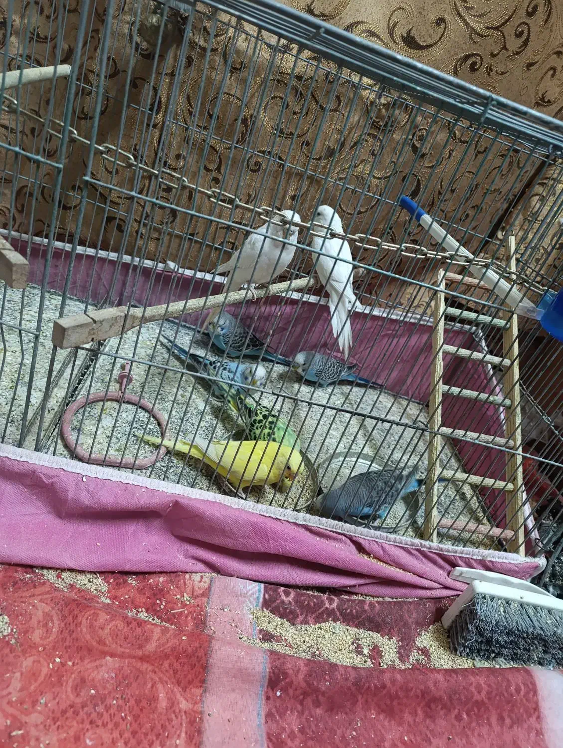 مرغ عشق زیبا|پرنده|خمینی‌شهر, |دیوار