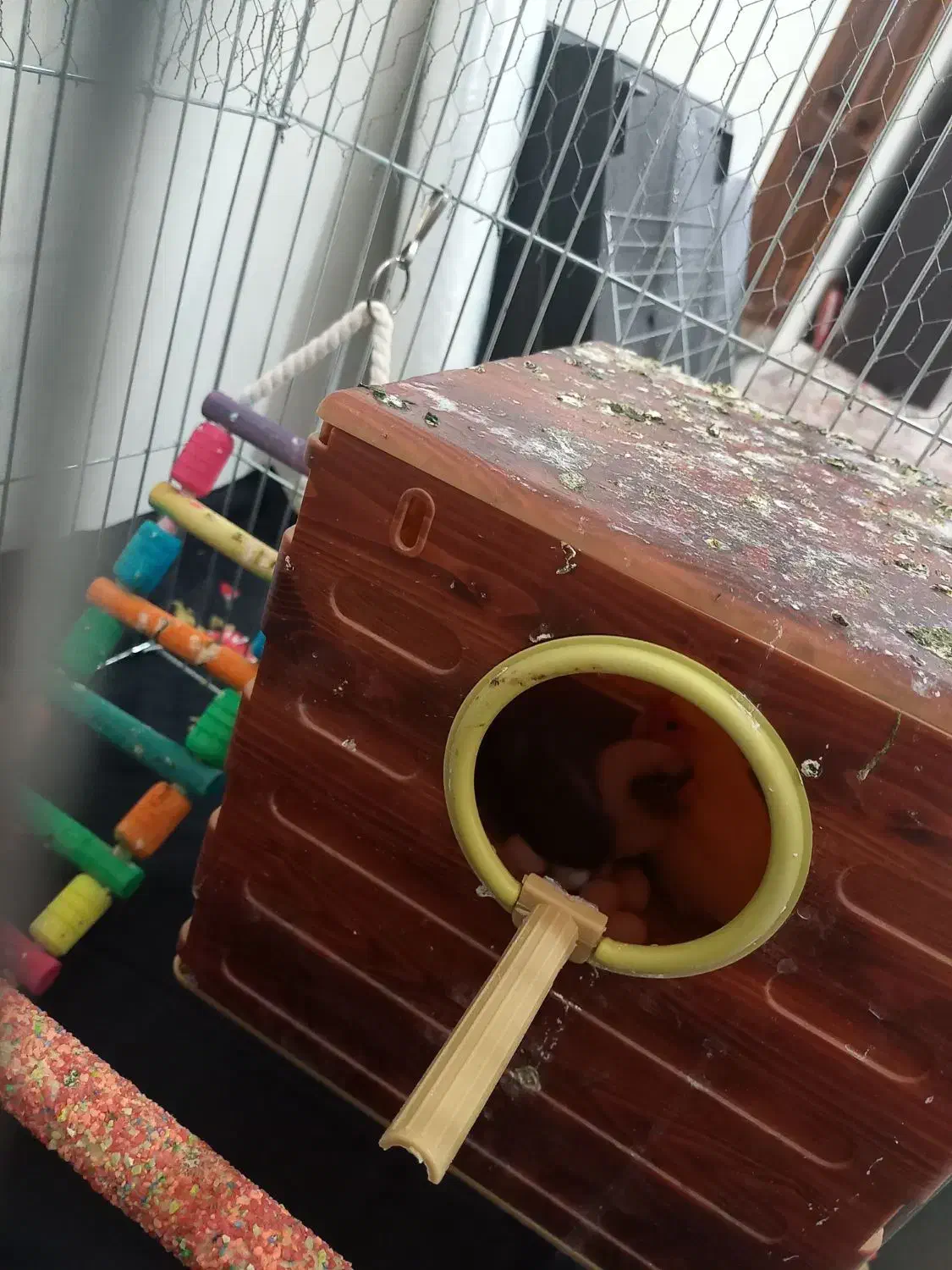 طوطی برزیلی جفت با تخم|پرنده|زنجان, |دیوار