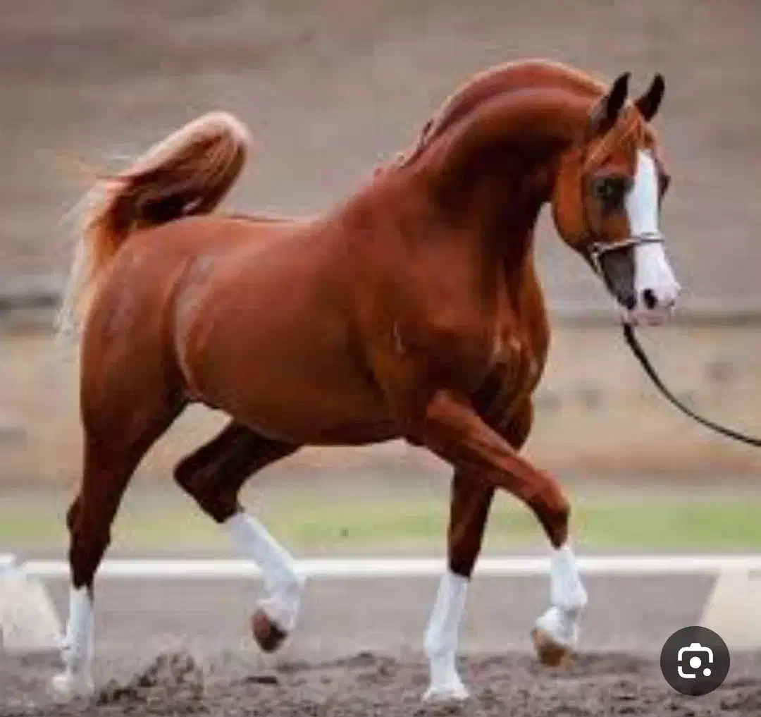 اسب اصیل ایرانی|اسب و تجهیزات اسب‌سواری|رفسنجان, |دیوار