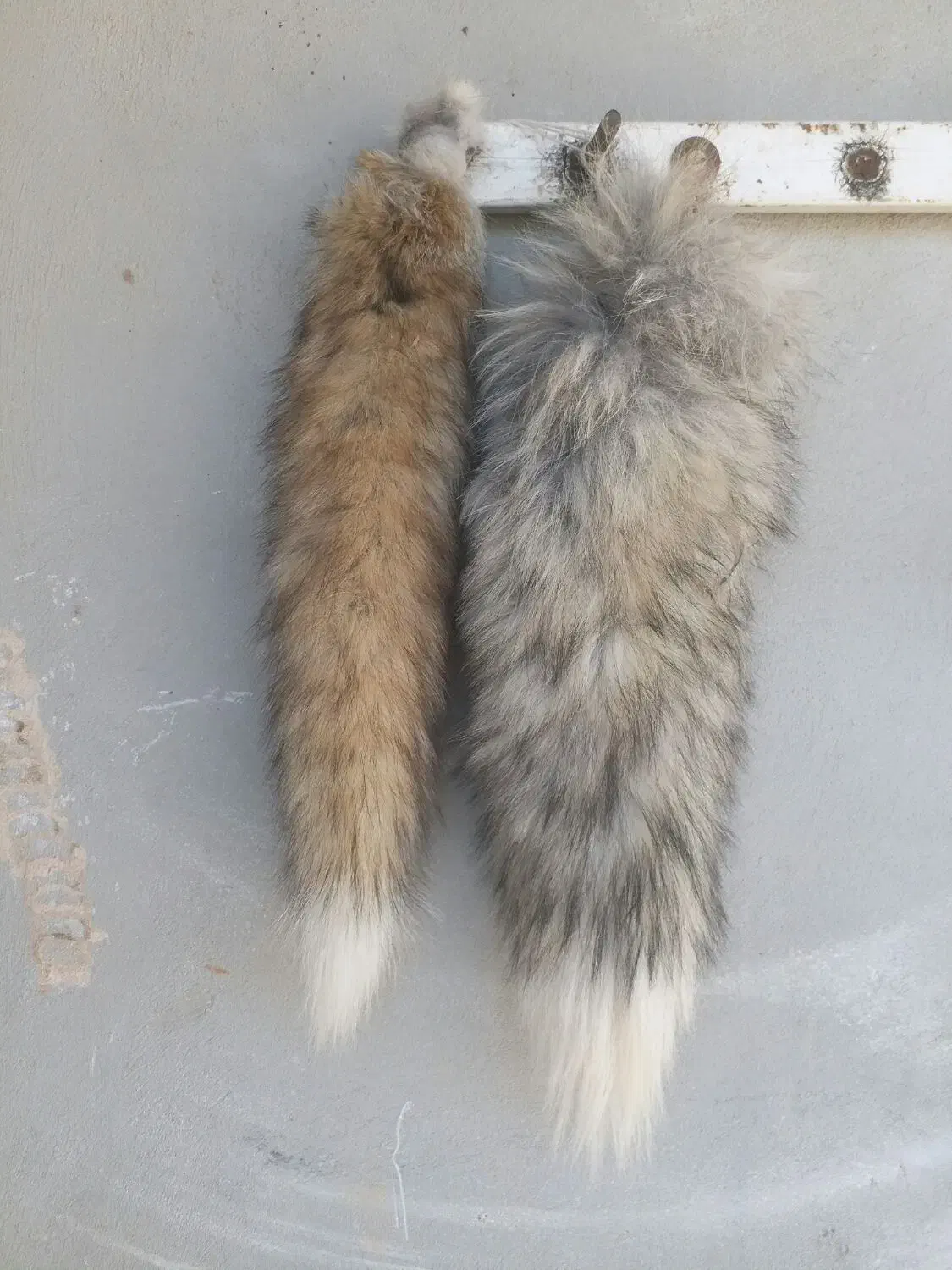 دم.|مجسمه، تندیس، ماکت|بروجن, |دیوار