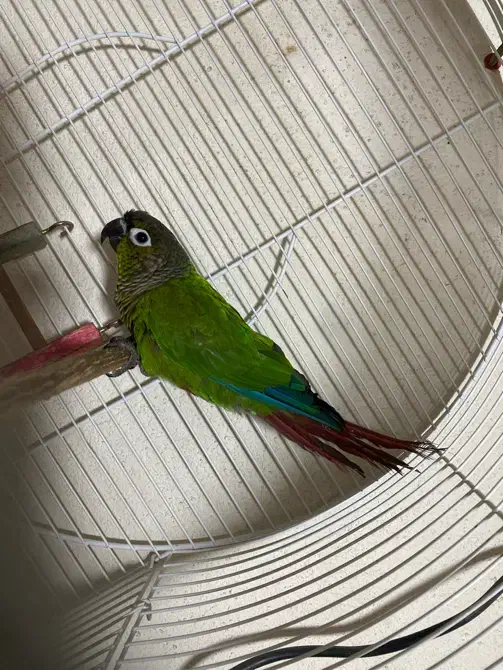 گیرینچیک و مرغ عشق ماده و فنج نر|پرنده|نمین, |دیوار