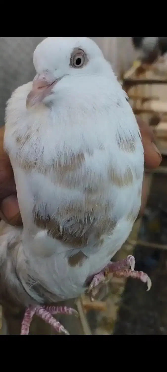 کبوتر سفید دم قهوهای|پرنده|لار, |دیوار