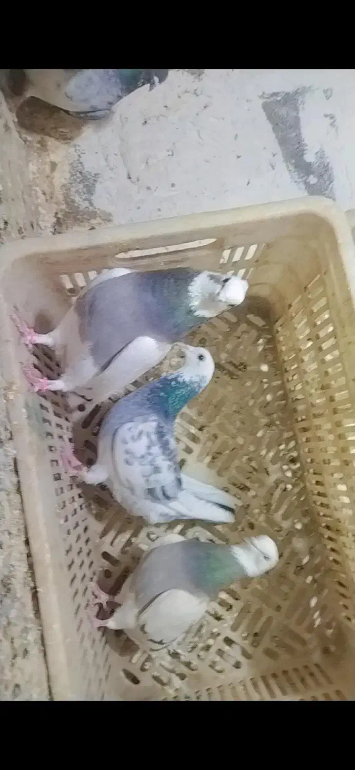 کبوتر|حیوانات|کرمانشاه, |دیوار