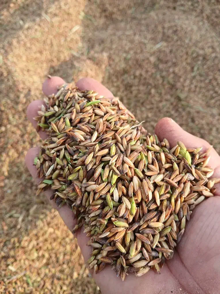 اشتری شلب شلتوک نقد نقد|خوردنی و آشامیدنی|اهواز, شهرک دانشگاه|دیوار