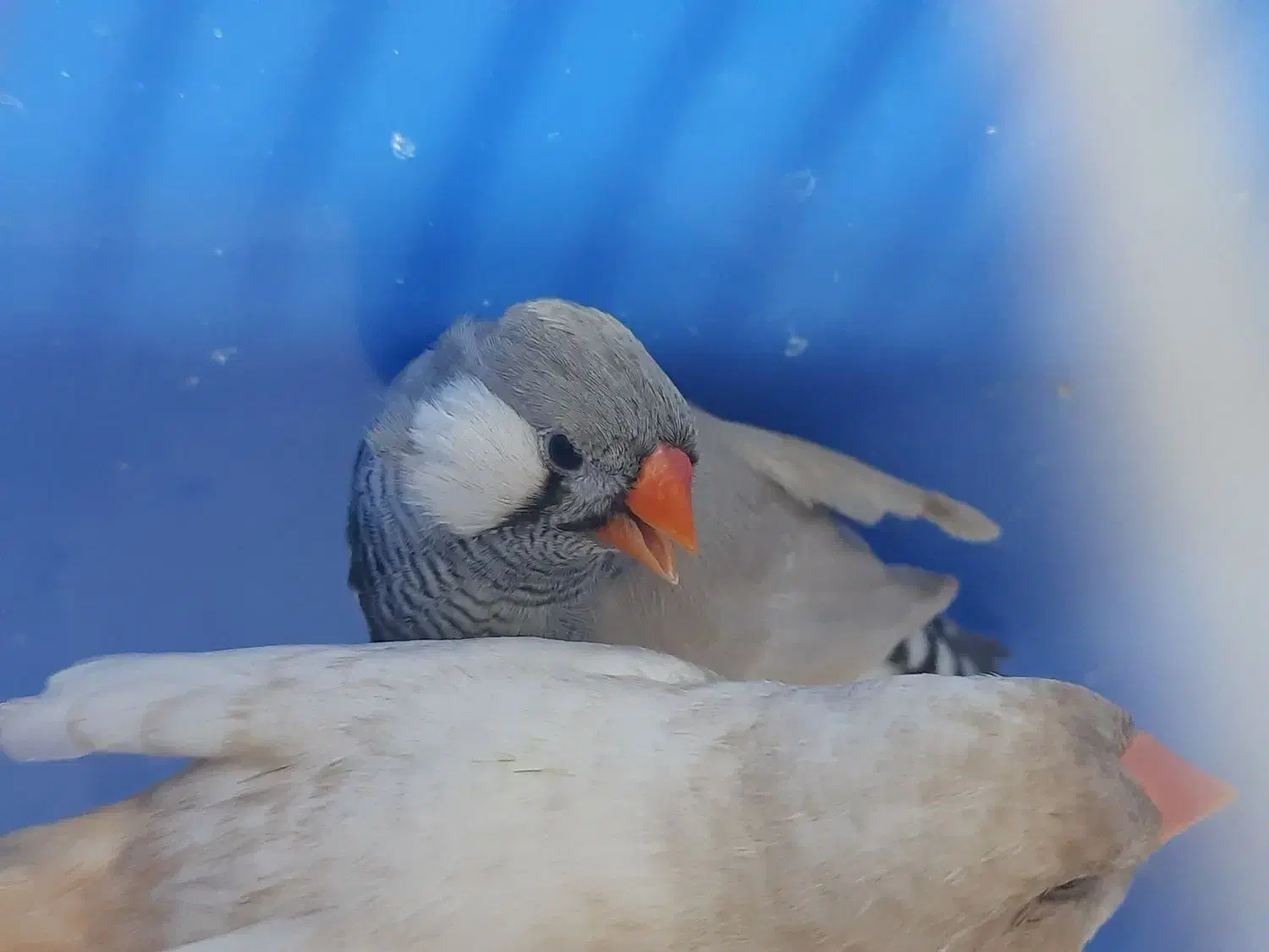 فنچ لپ سفید|پرنده|رشت, چله خانه|دیوار