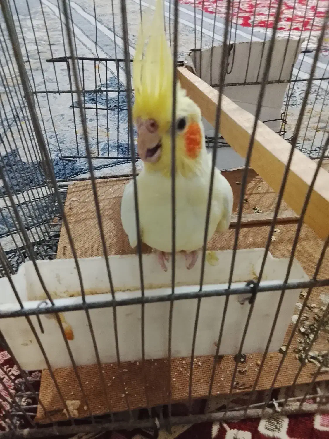 فروش عروس هلندی|پرنده|خواف, |دیوار