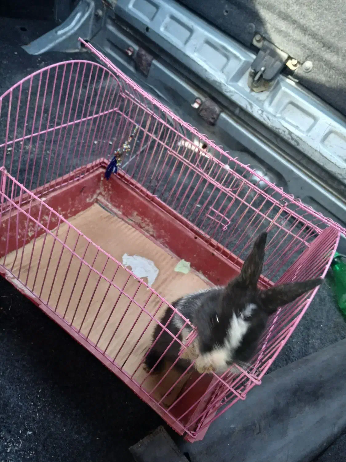 خرگوش مینیاتوری فوری|موش و خرگوش|تهران, سلیمانی|دیوار