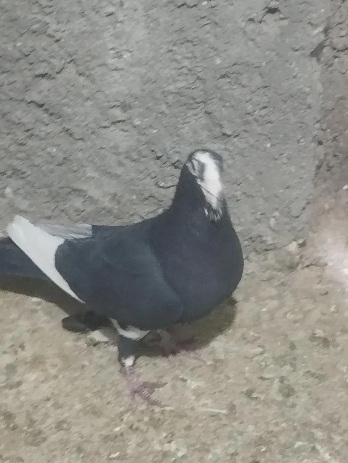 کبوتر|پرنده|کرمان, |دیوار