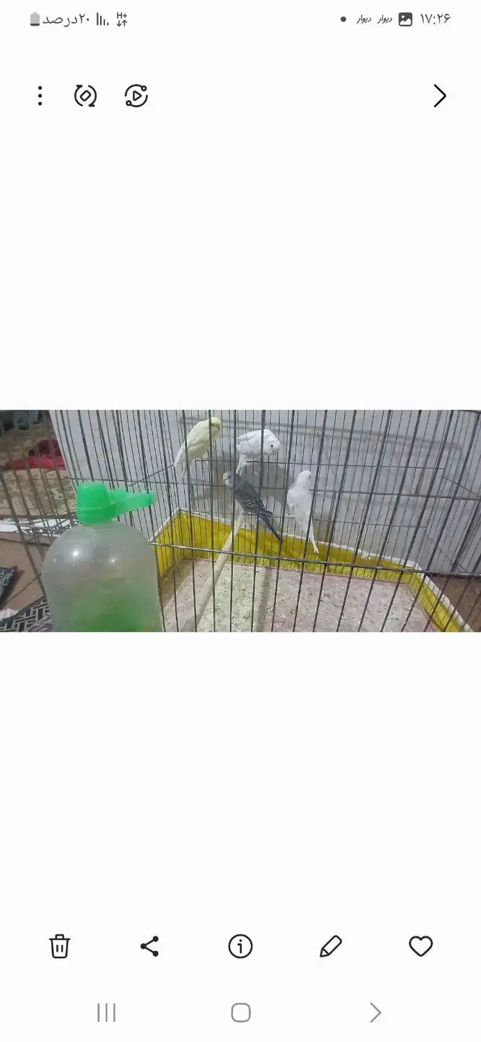 مرغ عشق|پرنده|بافق, |دیوار