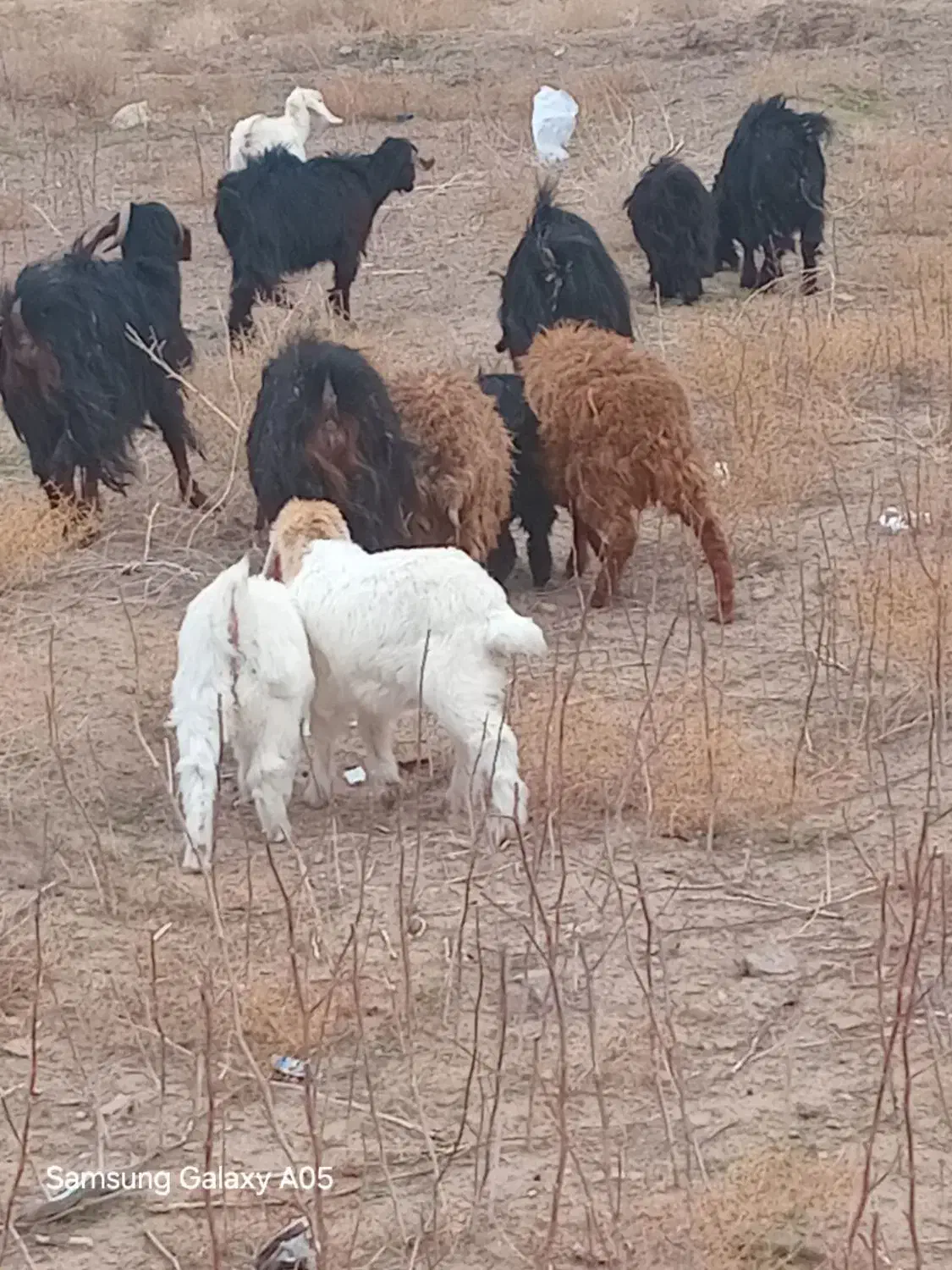 بز فروشی|حیوانات مزرعه|جلگه ماژان, |دیوار