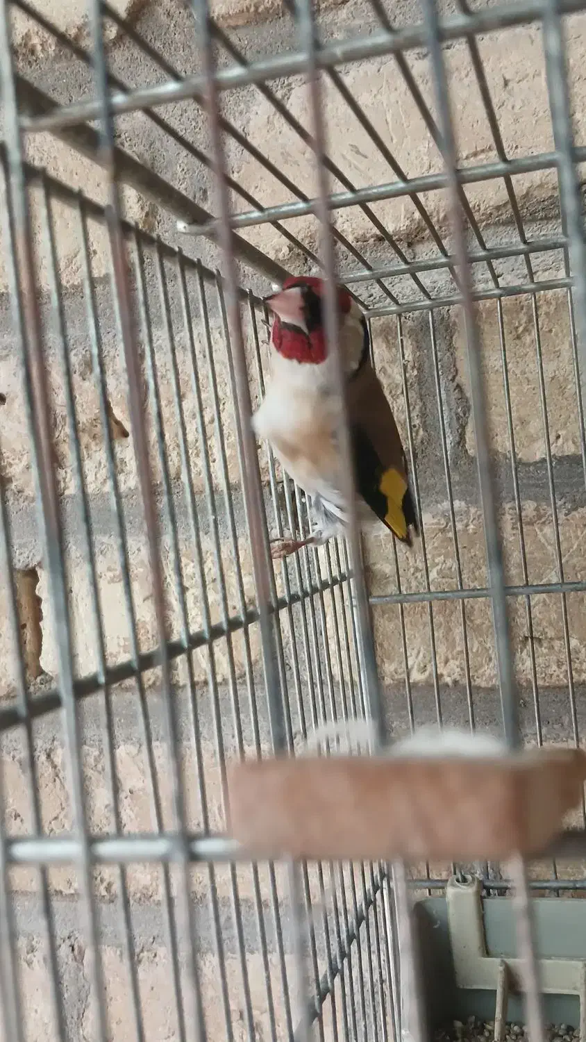 سهره سفید|پرنده|اندیمشک, |دیوار