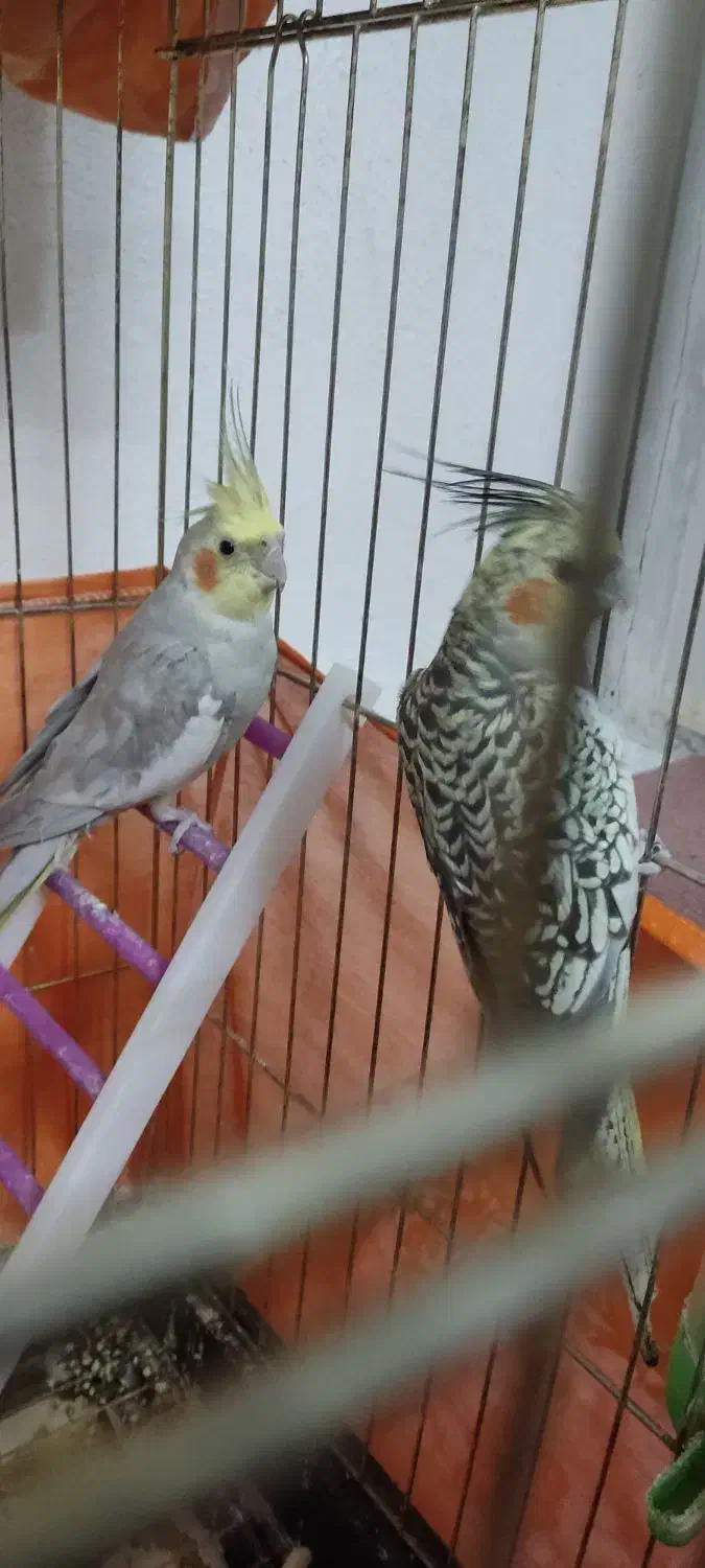 عروس هلندی نر و ماده|پرنده|زنجان, |دیوار