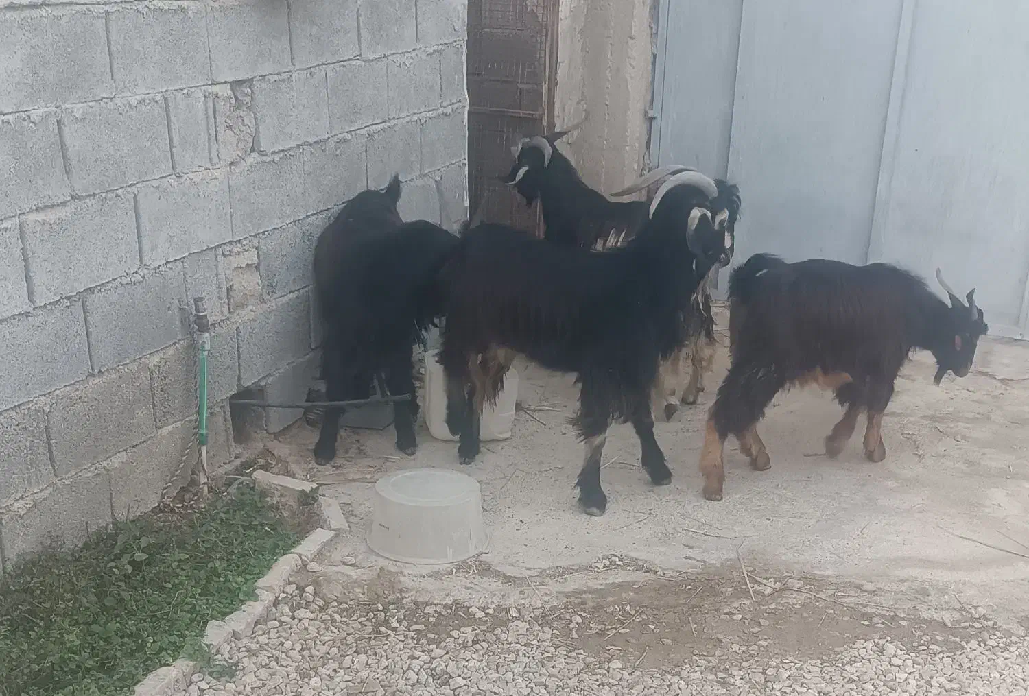 چهار کهره نرچاق وسرحال|حیوانات مزرعه|برازجان, |دیوار