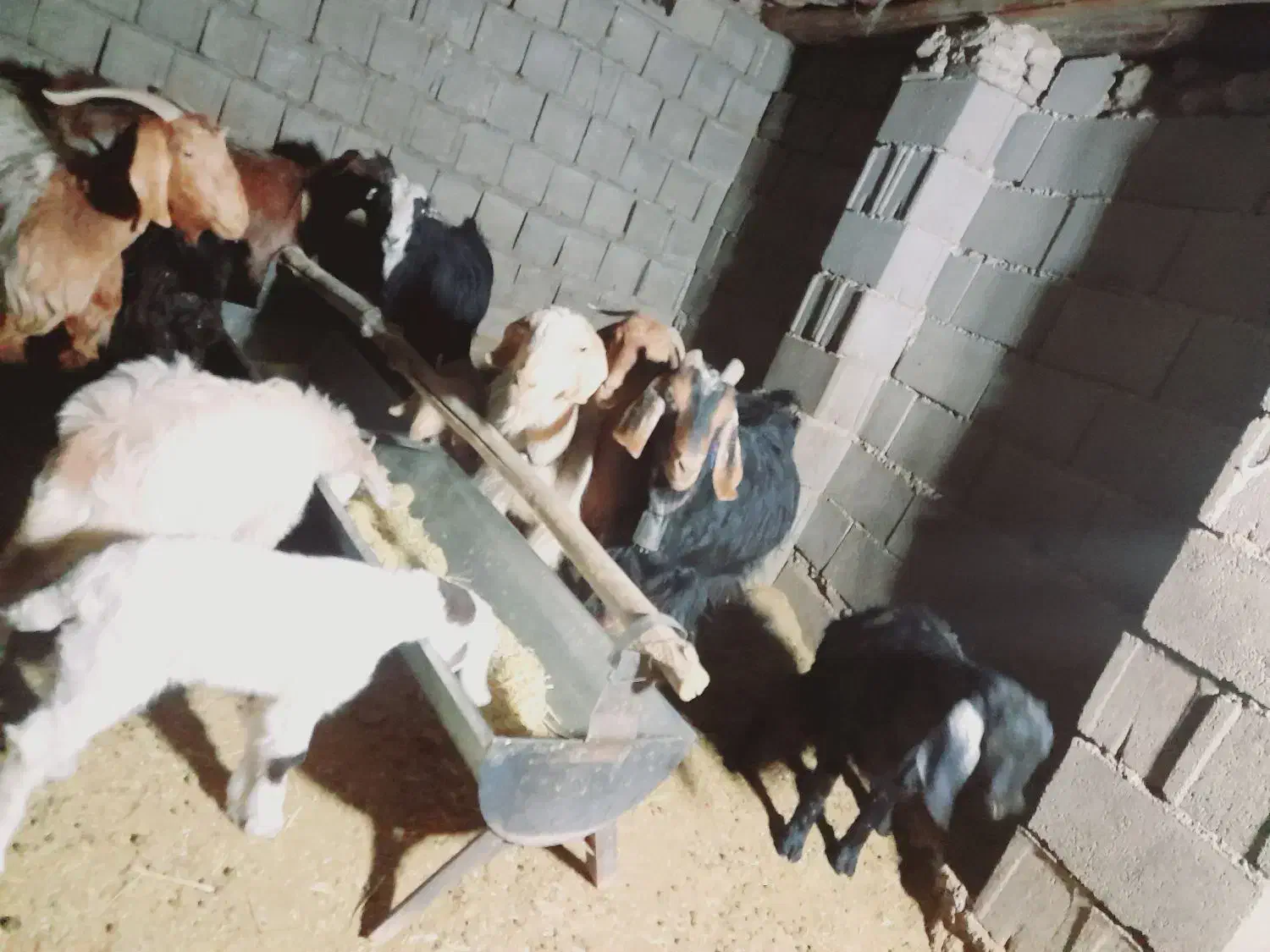 بز وکهره|حیوانات مزرعه|یاسوج, |دیوار