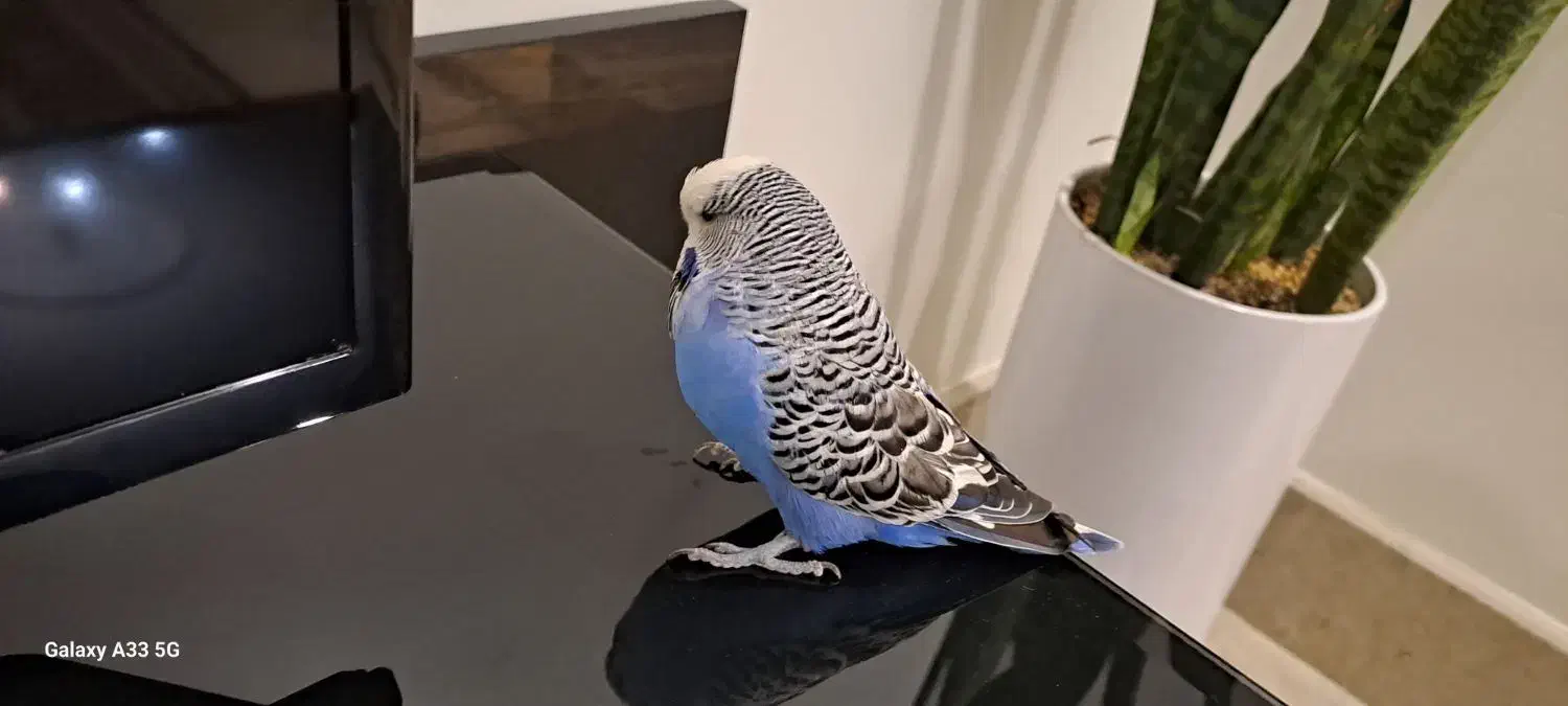 نروماده|پرنده|شهر ری, دولت‌آباد|دیوار