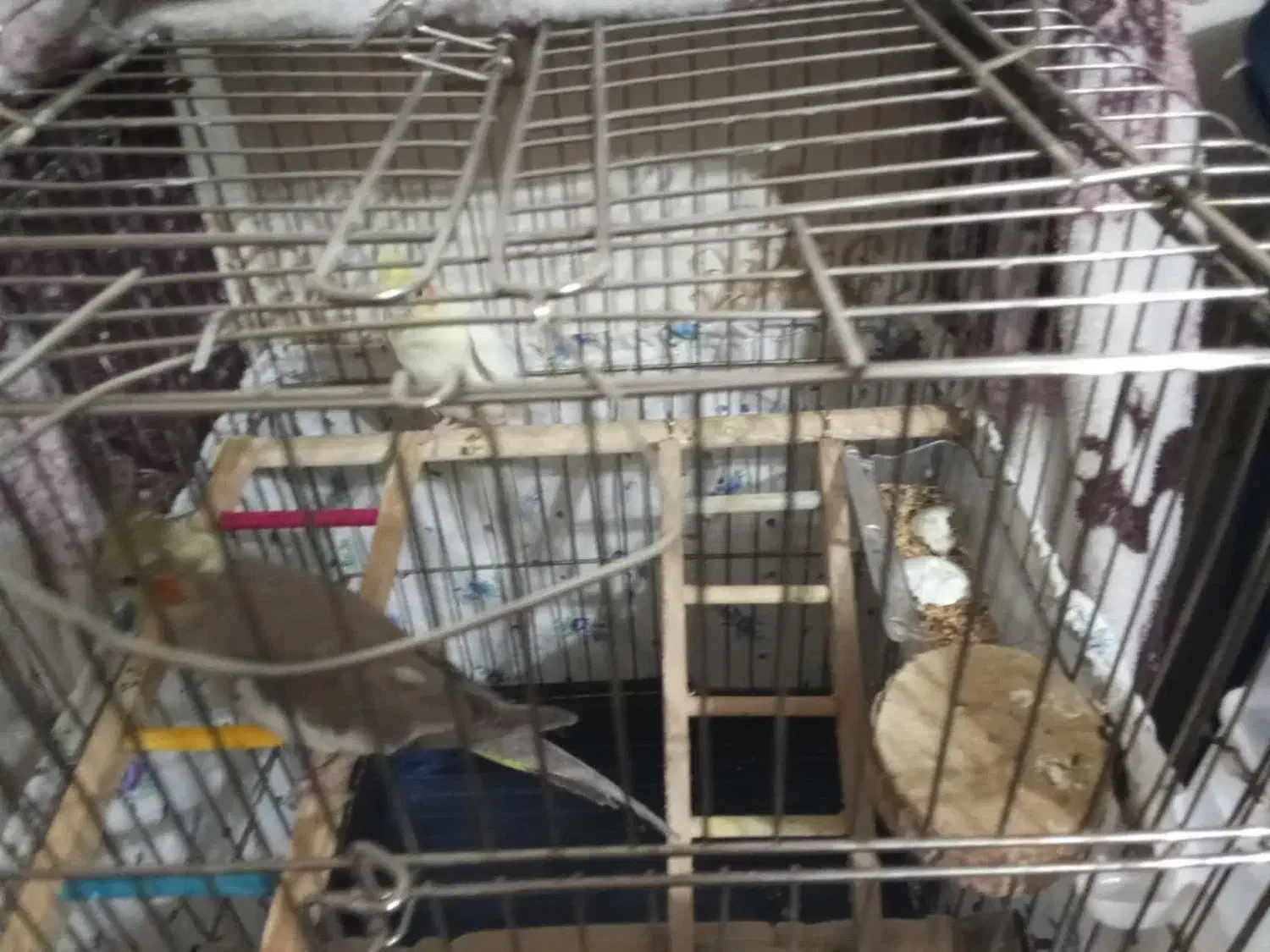 عروس هلندی|پرنده|نجف‌آباد, ولیعصر|دیوار