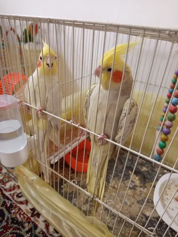 جفت عروس هلندی و کوتوله معاوضه|پرنده|مشهد, سجاد شهر|دیوار