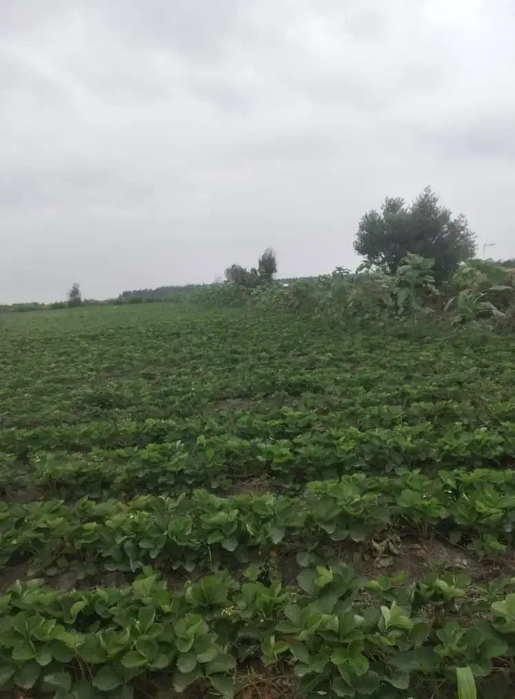 یک و نیم هکتار زمین در امامیه فروش|فروش دفتر صنعتی، کشاورزی، تجاری|خان ببین, |دیوار