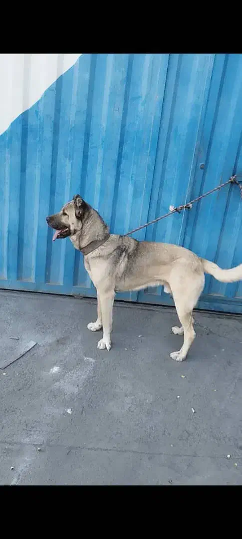 سگ سراب|سگ|اشتهارد, |دیوار