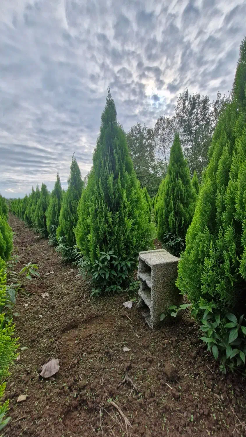 سرو کامیس نوکدار (عمده)|گل و گیاه طبیعی|رضوانشهر, |دیوار