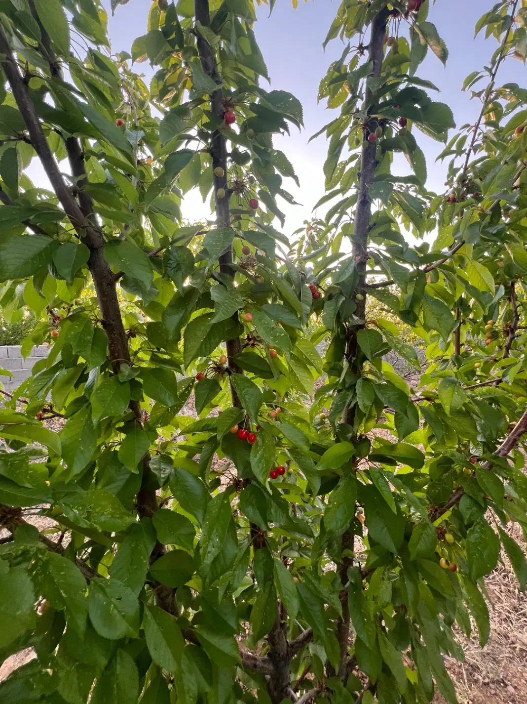 فروش باغچه خان زنیان دهنو قلندری|فروش زمین و ملک کلنگی|ارژن, |دیوار