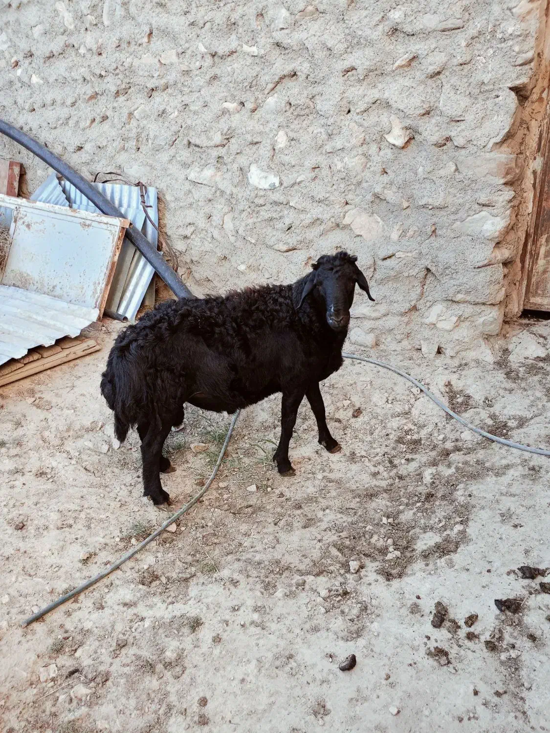 قوچ قره قزل چهار دندان زغالی افشار|حیوانات مزرعه|زنجان, |دیوار