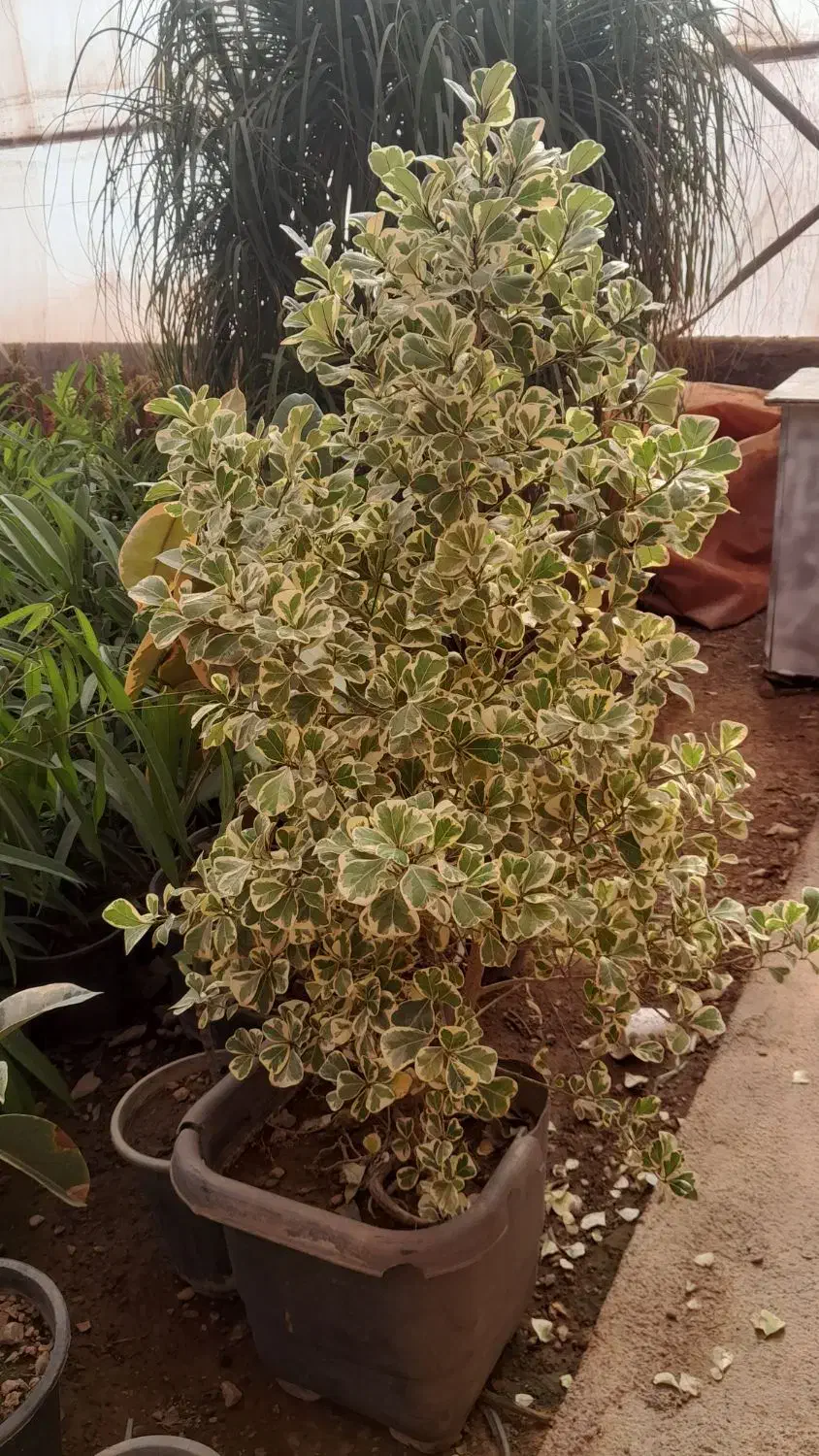 گل فیکوس|گل و گیاه طبیعی|محلات, |دیوار