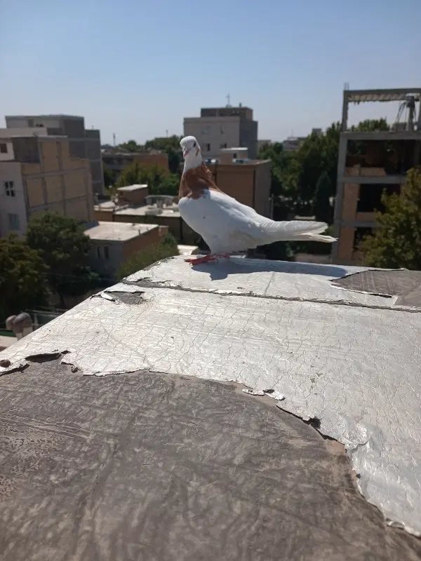 مغلف|پرنده|الوند, |دیوار